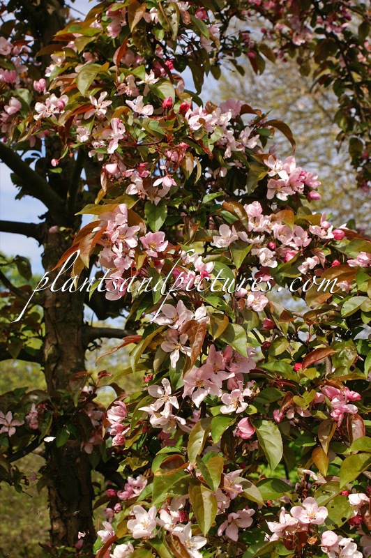 Malus ‘Adams’