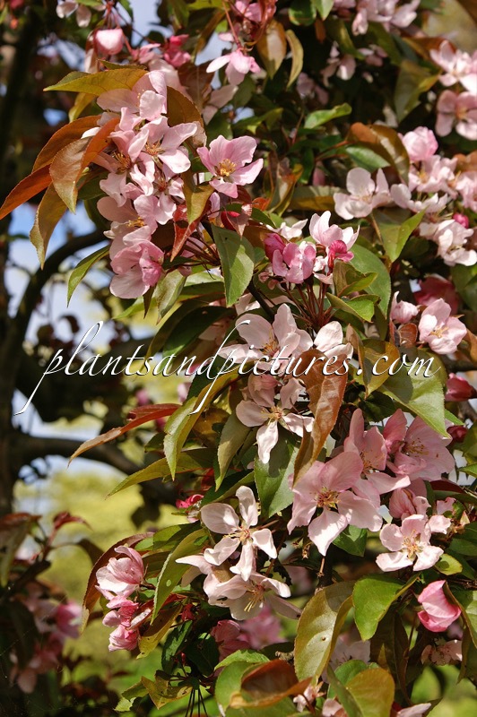 Malus ‘Adams’