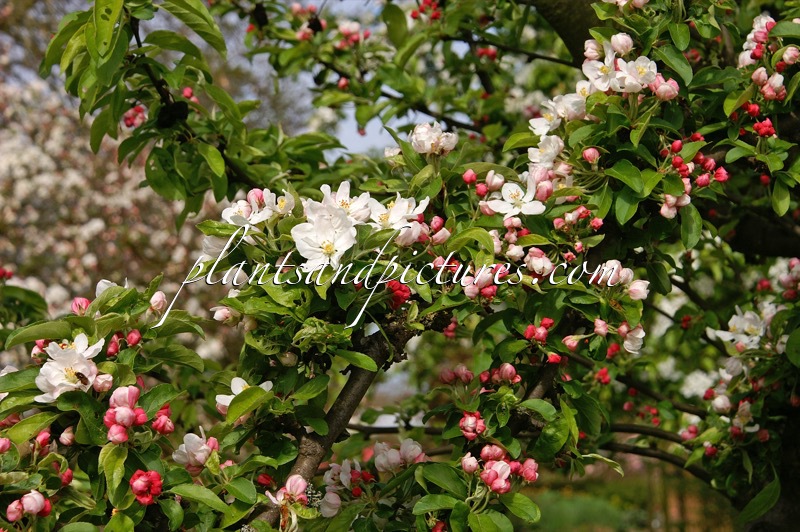 Malus ‘Golden Hornet’