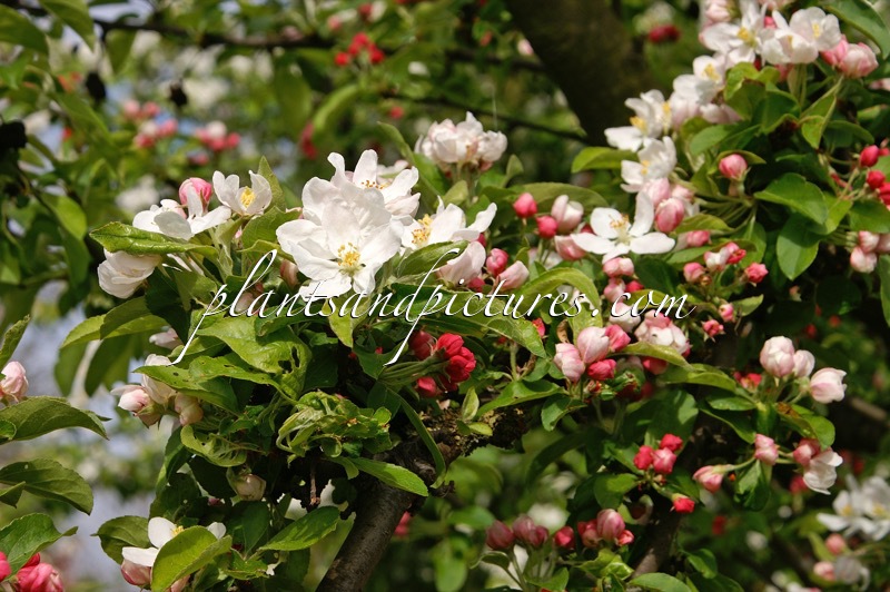 Malus ‘Golden Hornet’