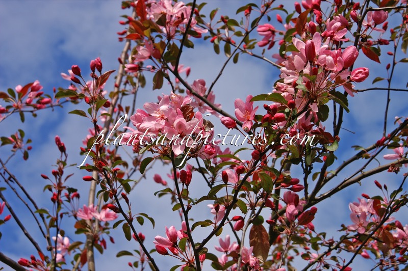 Malus ‘Mokum’