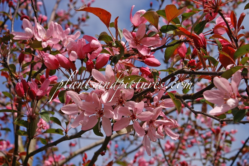 Malus ‘Mokum’