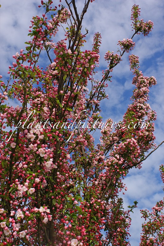 Malus ‘Van Eseltine’