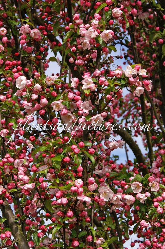Malus ‘Van Eseltine’
