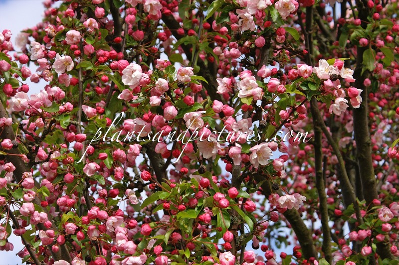 Malus ‘Van Eseltine’