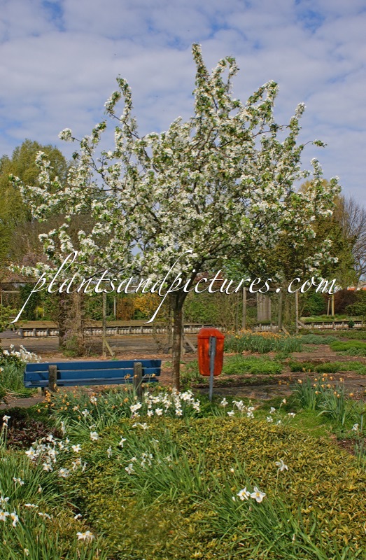 Malus baccata ‘Street Parade’