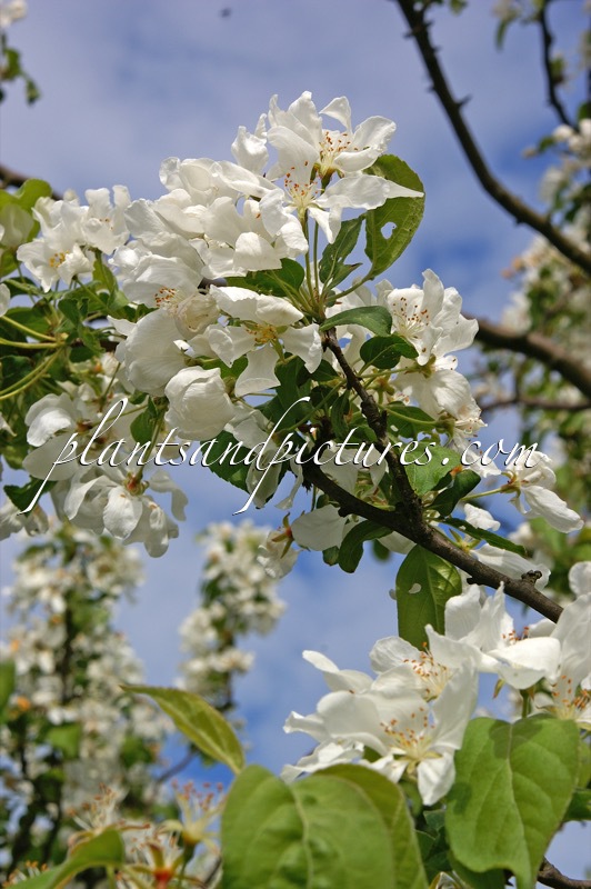 Malus baccata ‘Street Parade’