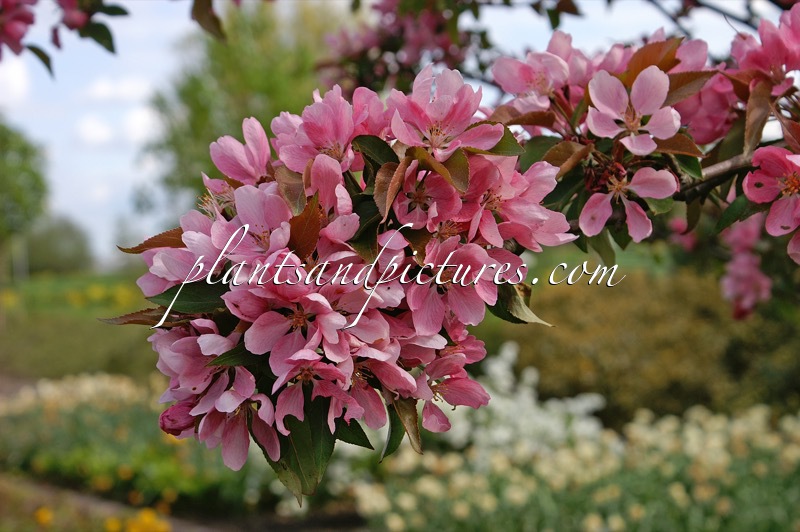 Malus ‘Makamik’