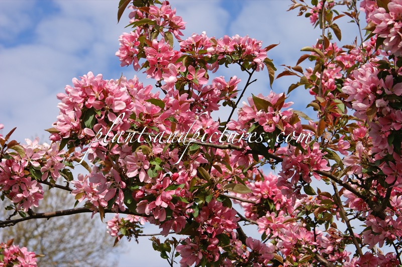 Malus ‘Makamik’