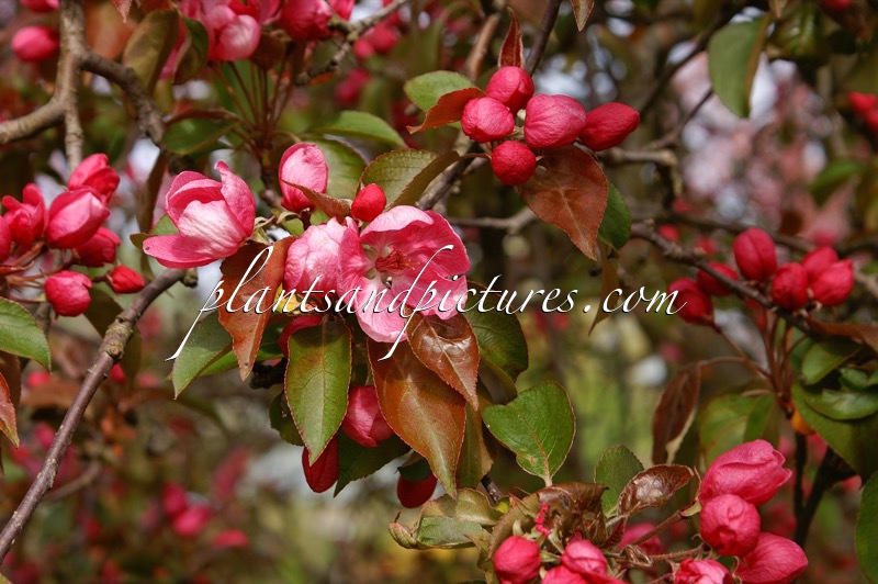 Malus ‘Rudolph’