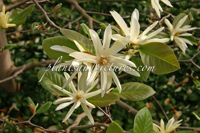 Magnolia ‘Gold Star’