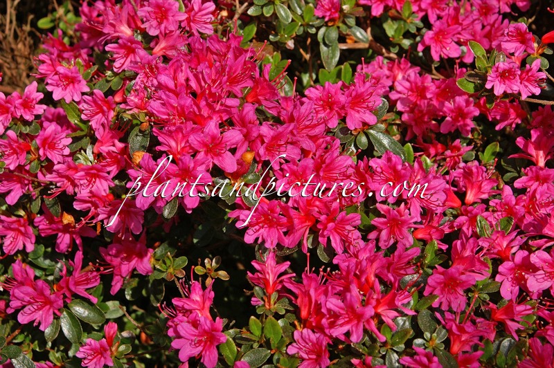 Rhododendron ‘Amoenum’