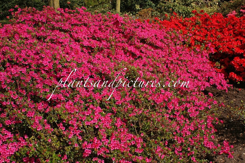 Rhododendron ‘Amoenum’