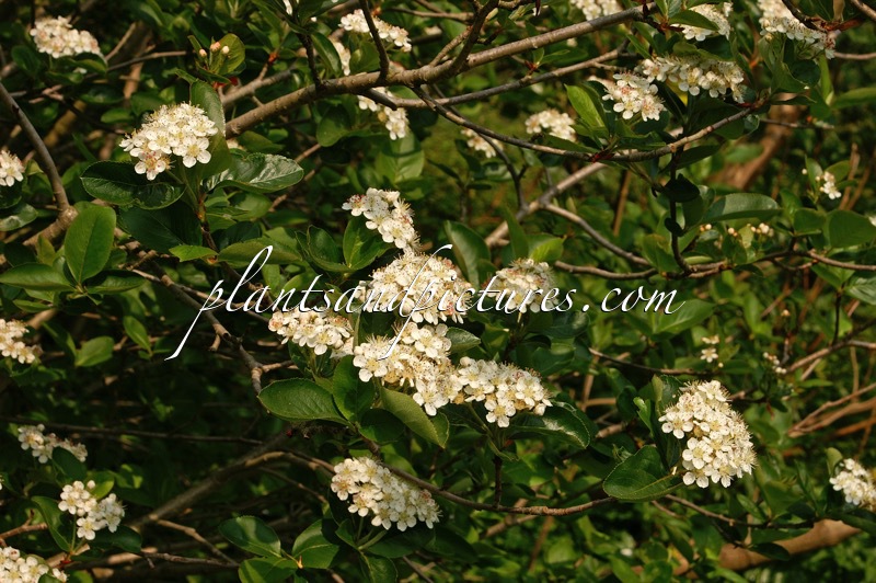 Aronia prunifolia ‘Viking’