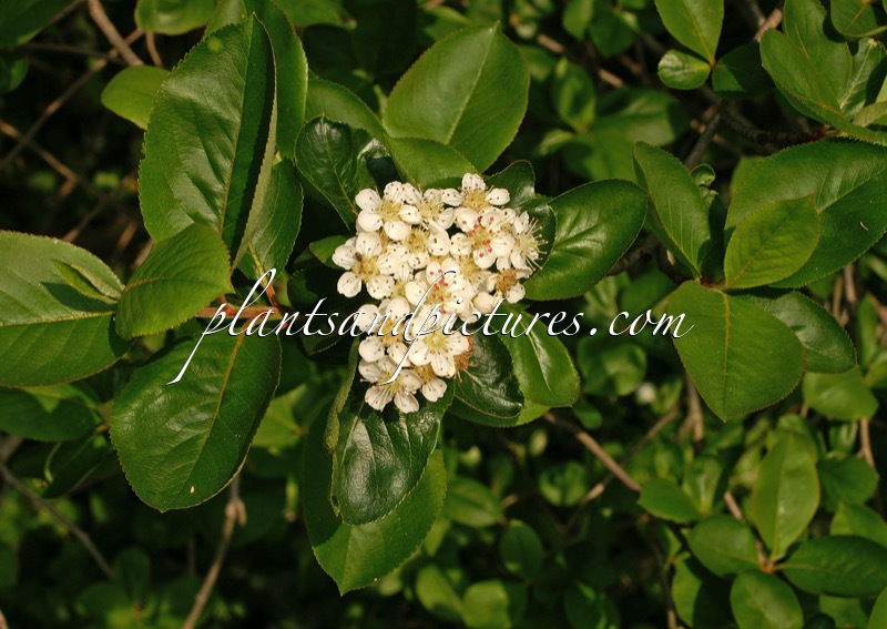 Aronia prunifolia ‘Viking’