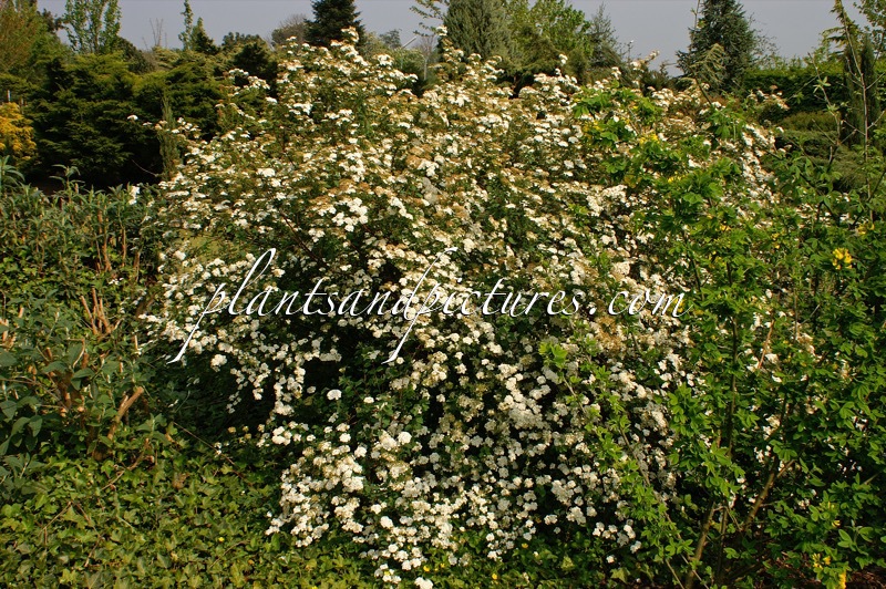 Spiraea vanhouttei