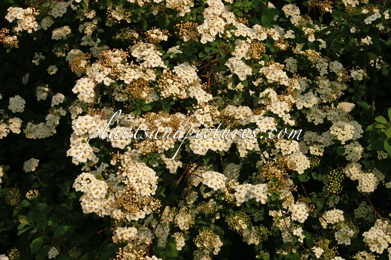 Spiraea vanhouttei