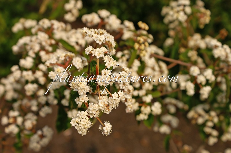 Viburnum ichangense
