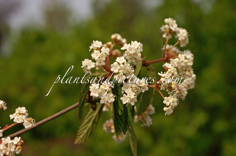 Viburnum ichangense