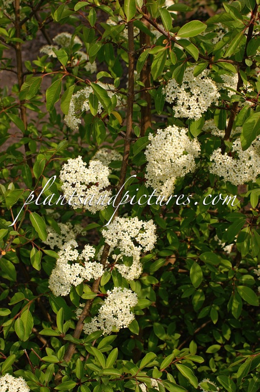 Viburnum prunifolium