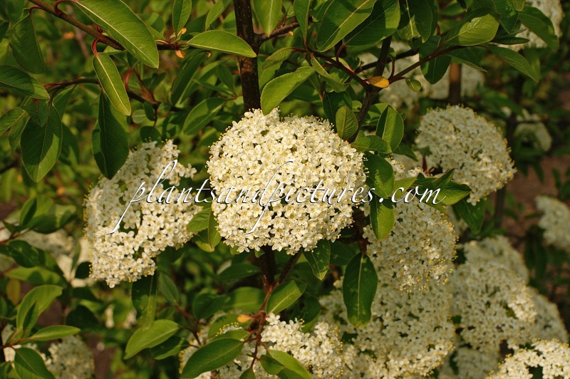 Viburnum prunifolium