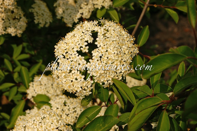 Viburnum prunifolium