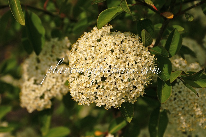 Viburnum prunifolium