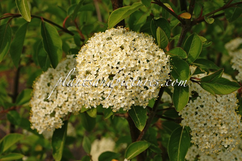 Viburnum prunifolium