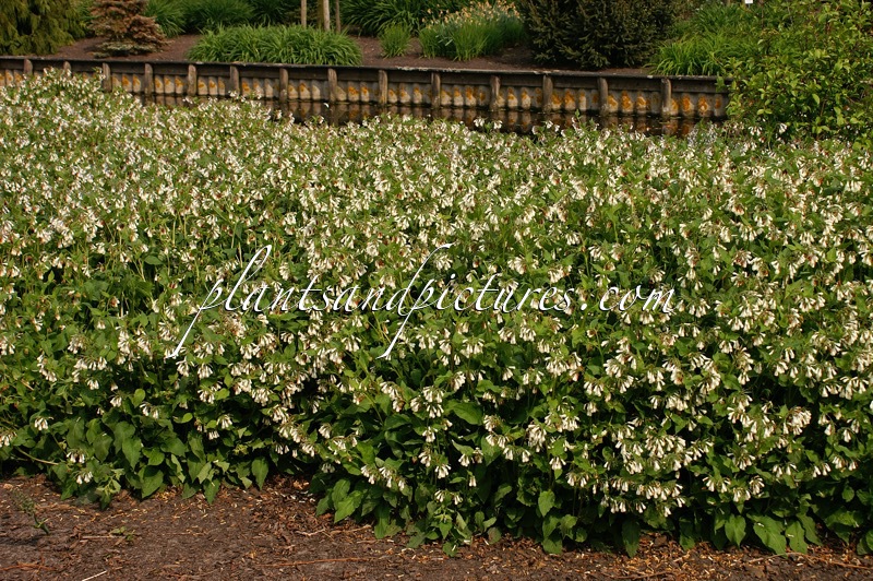 Symphytum grandiflorum ‘Wisley Blue’
