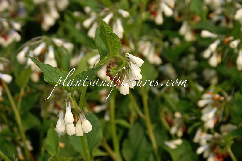Symphytum grandiflorum ‘Wisley Blue’