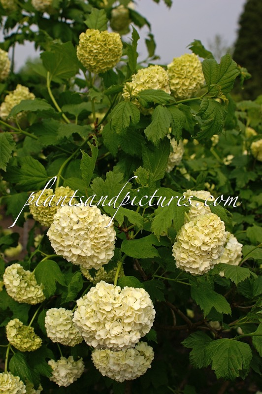 Viburnum opulus ‘Roseum’