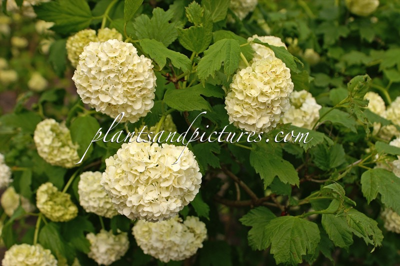 Viburnum opulus ‘Roseum’