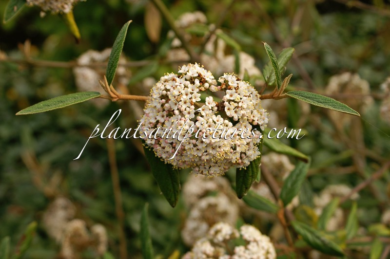 Viburnum ‘Pragense’