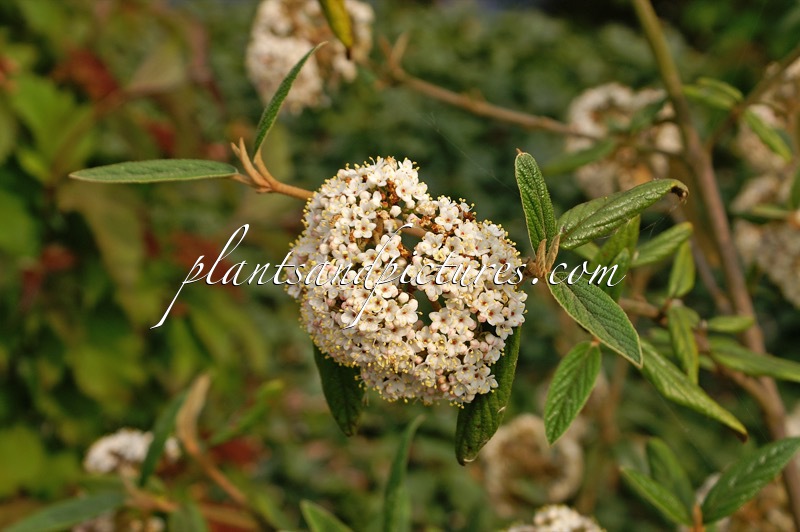 Viburnum ‘Pragense’