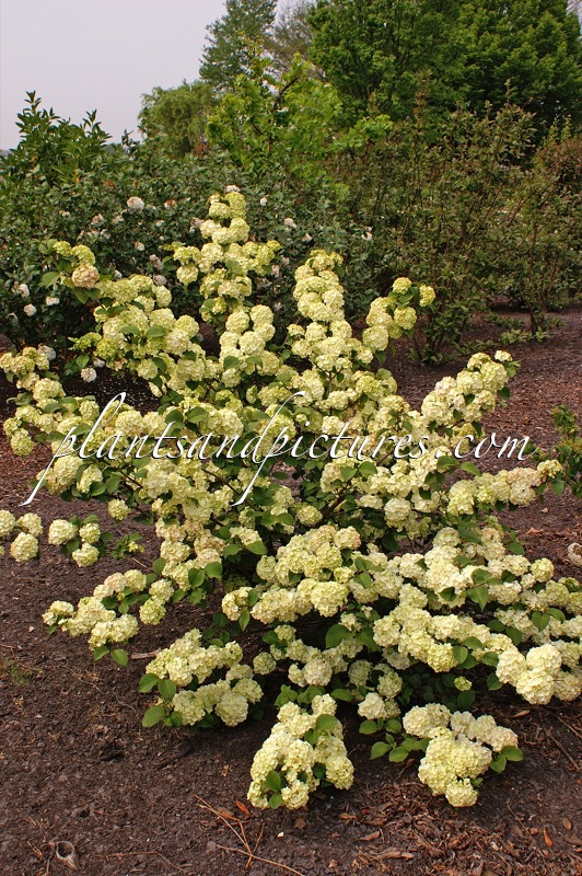 Viburnum plicatum ‘Grandiflorum’