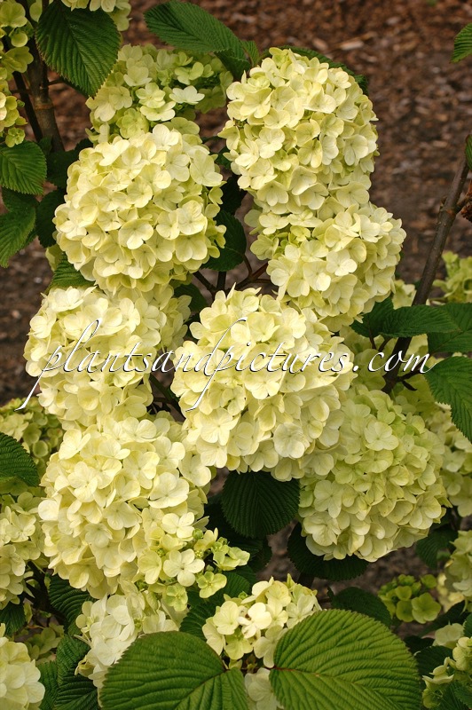 Viburnum plicatum ‘Grandiflorum’