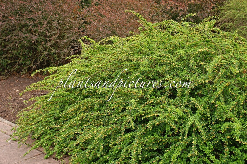 Berberis thunbergii ‘Green Carpet’