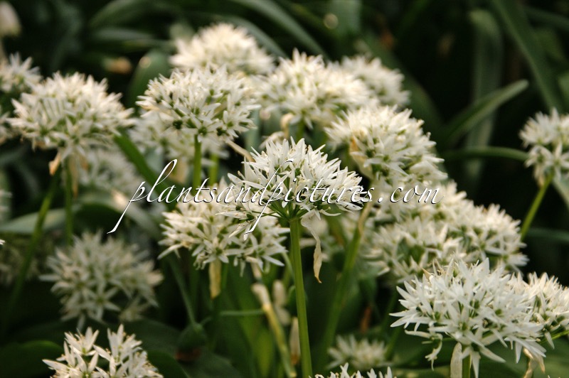 Allium ursinum