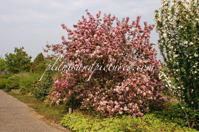 Malus ‘Rudolph’