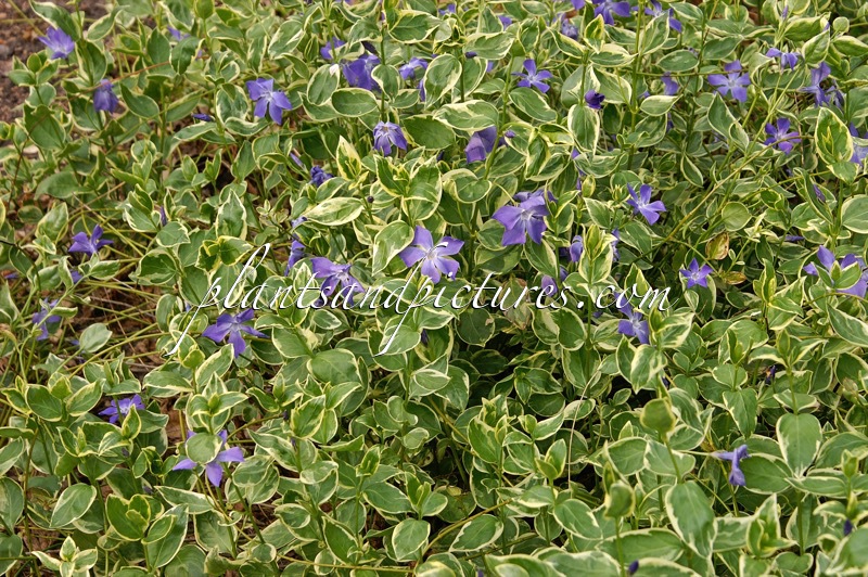 Vinca major ‘Variegata’