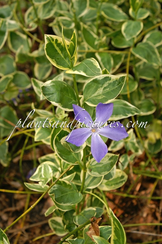 Vinca major ‘Variegata’