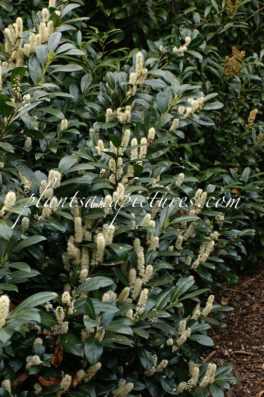 Prunus laurocerasus ‘Van Nes’