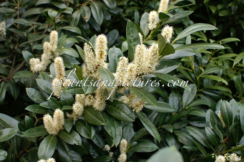 Prunus laurocerasus ‘Van Nes’