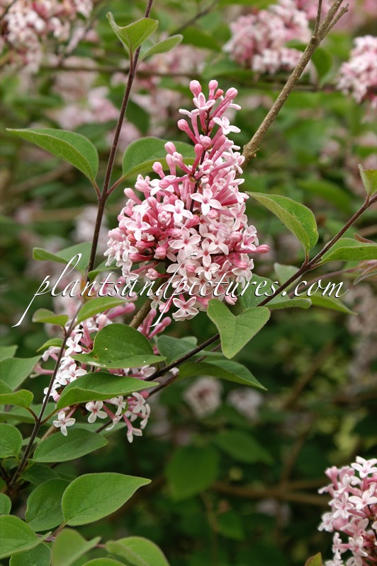 Syringa microphylla ‘Superba’