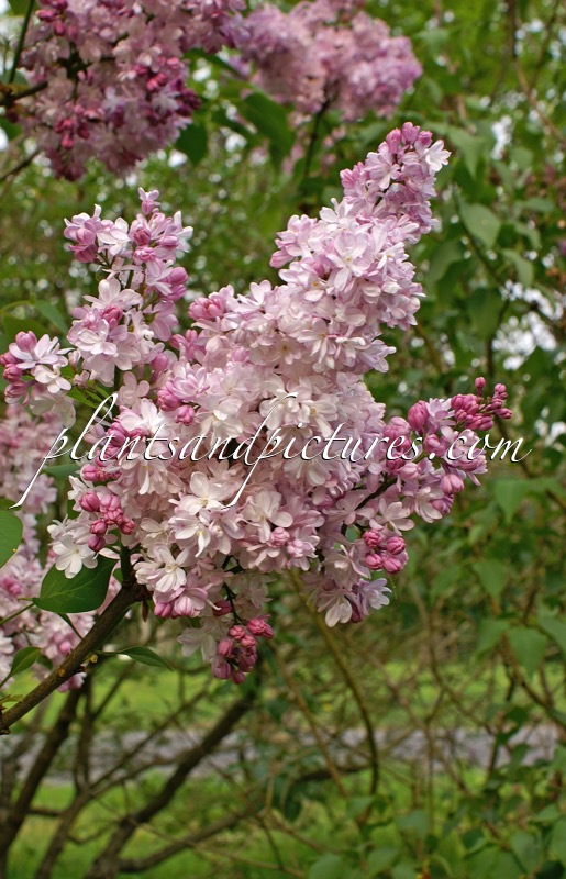 Syringa vulgaris ‘Mme Antoine Buchner’