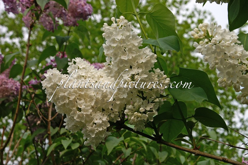 Syringa vulgaris ‘Mme Florent Stepman’