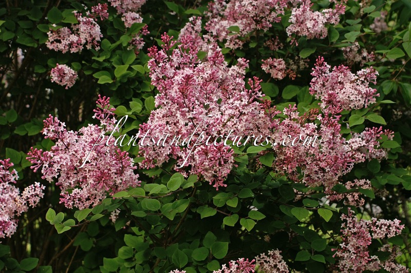 Syringa ‘Josée’