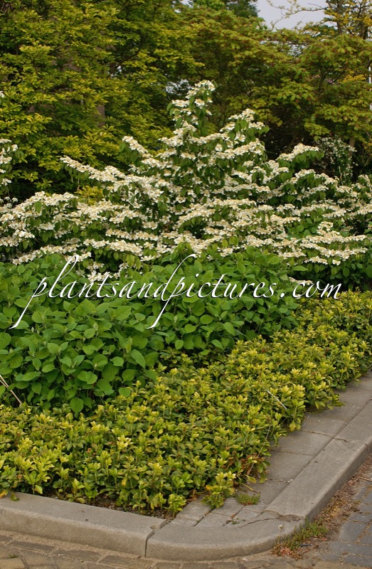 Viburnum plicatum ‘St Keverne’