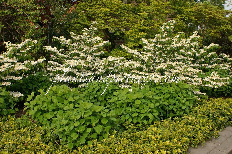 Viburnum plicatum ‘St Keverne’