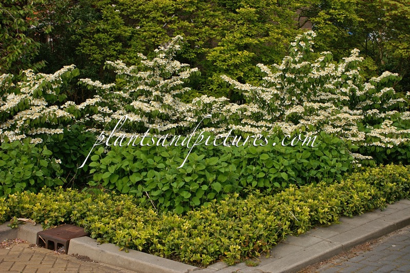 Viburnum plicatum ‘St Keverne’